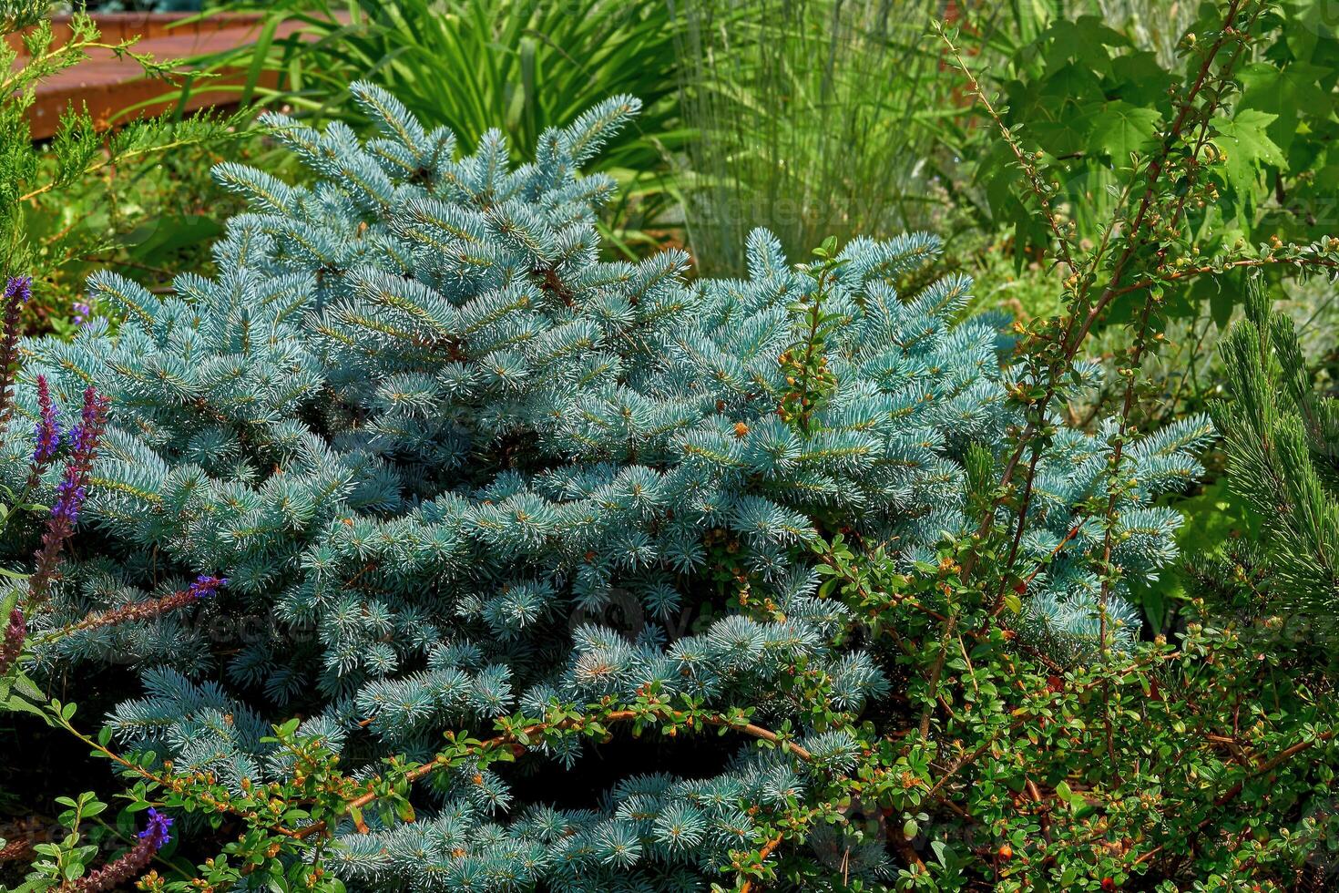 Landscaping.Young shoots of decorative blue spruce and cotoneaster photo