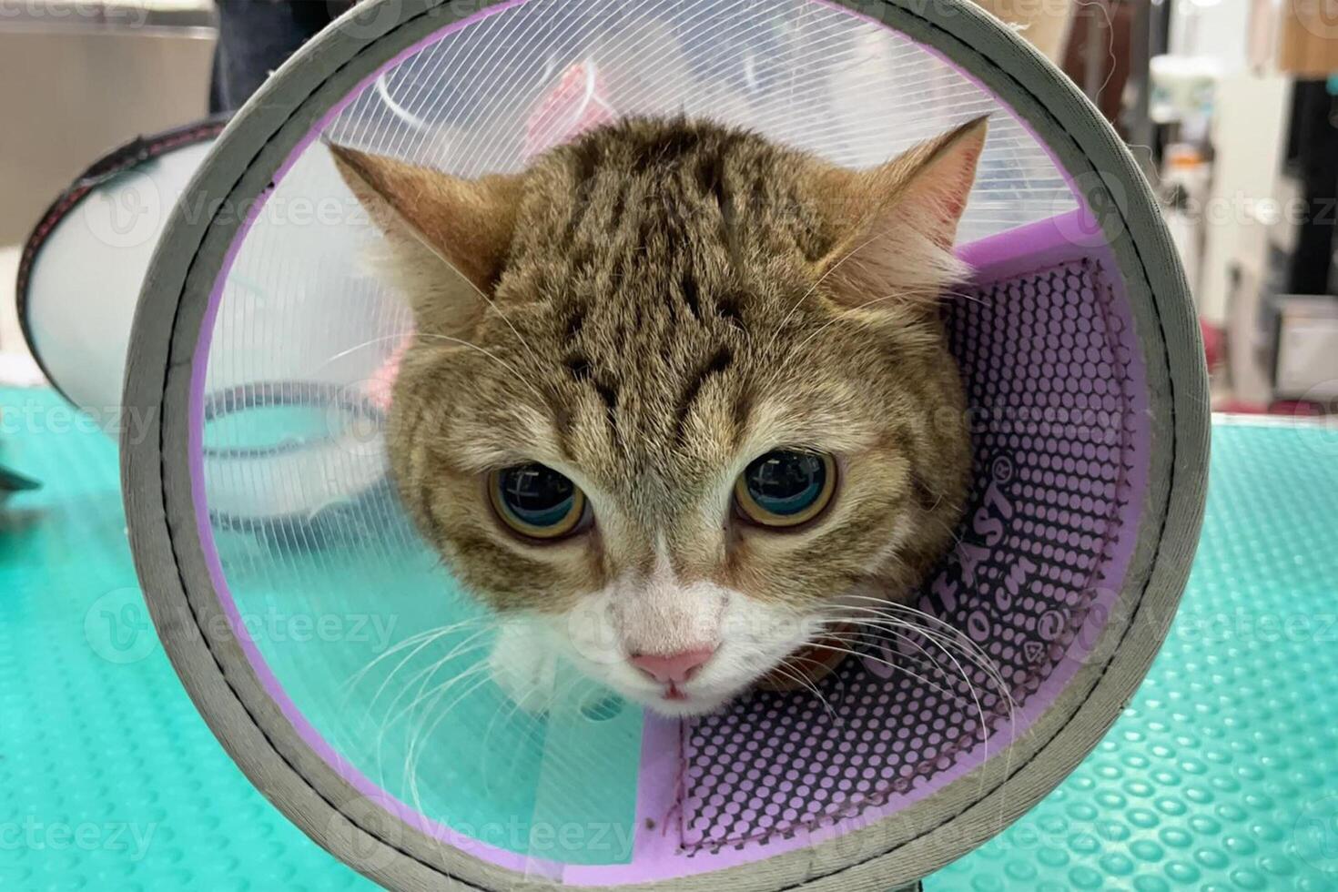 gato vistiendo veterinario cuello. gato vistiendo un protector buster cuello. isabelino cuello. aseo Servicio a un gato salón o veterinario clínica. foto