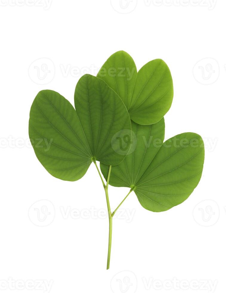 Buahinia leaf with twig on transparent background photo