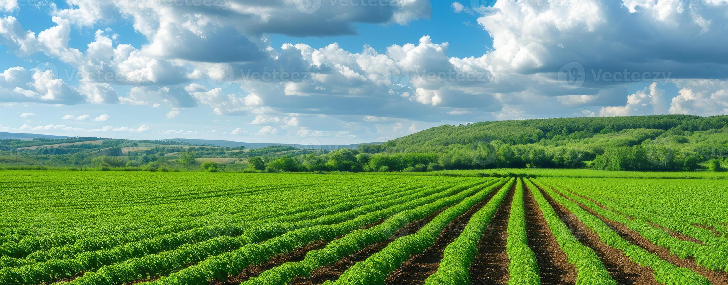 ai generado panorámica ver de colorido campos, y filas de grosella arbusto plántulas como un antecedentes composición. generativo ai foto