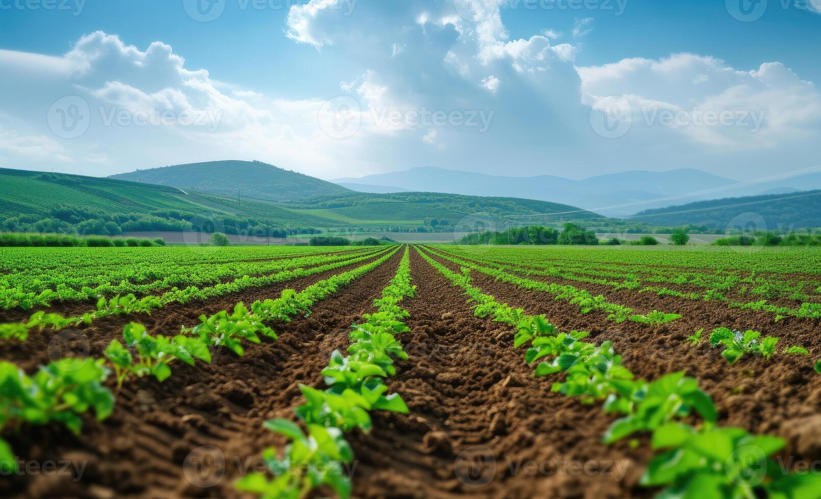 AI generated Panoramica View Ofcolorful Fields, and Rows of Currant Bush Seedlings as A Background Composition. generative ai photo