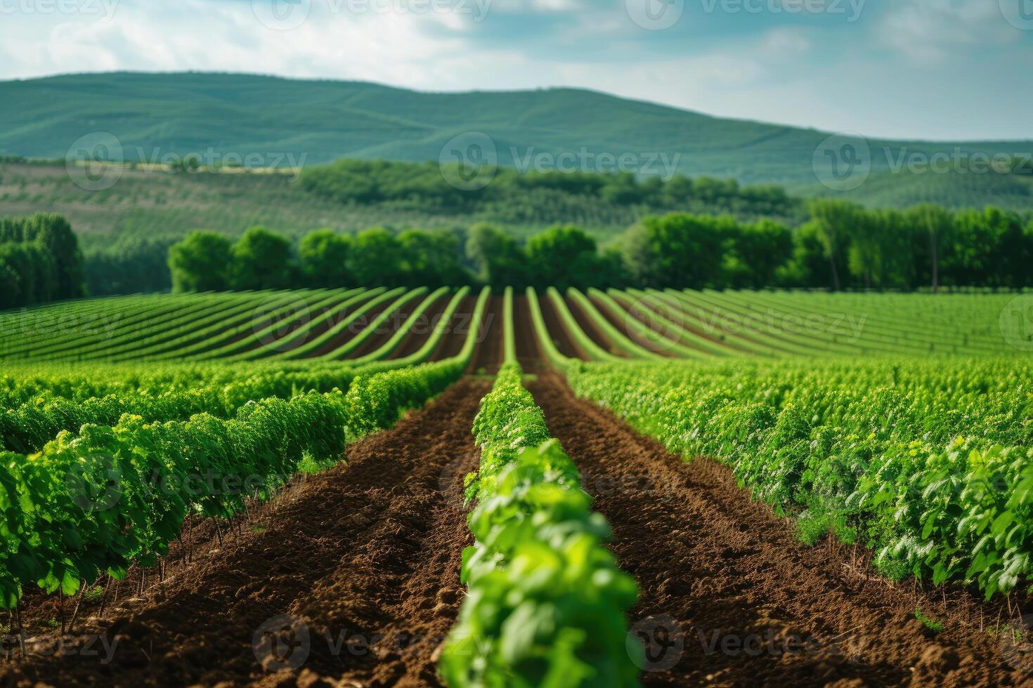AI generated Panoramica View Ofcolorful Fields, and Rows of Currant Bush Seedlings as A Background Composition. generative ai photo
