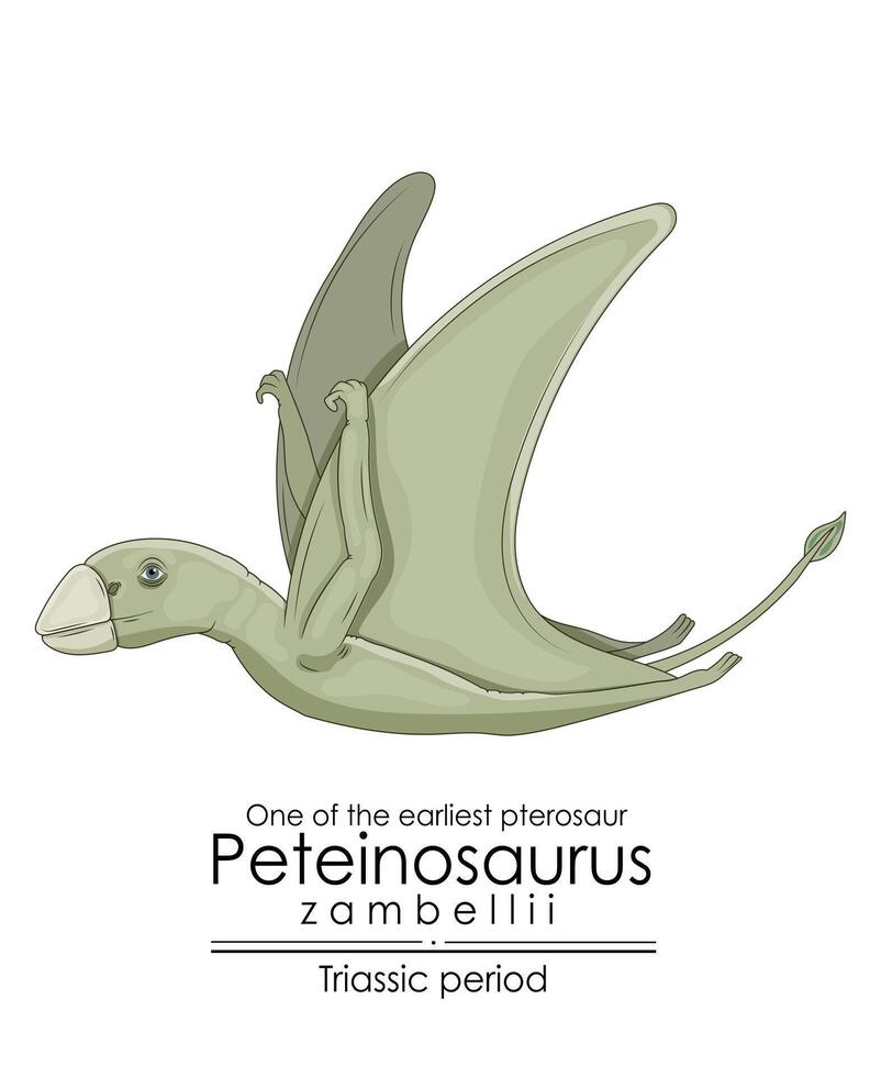 One of the earliest pterosaur Peteinosaurus Zambellii vector