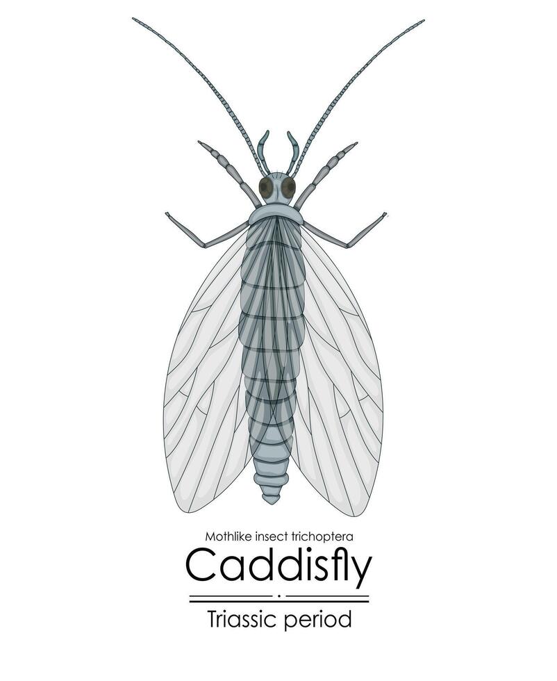 prehistórico caddisfly parecido a una polilla insecto tricópteros, vector
