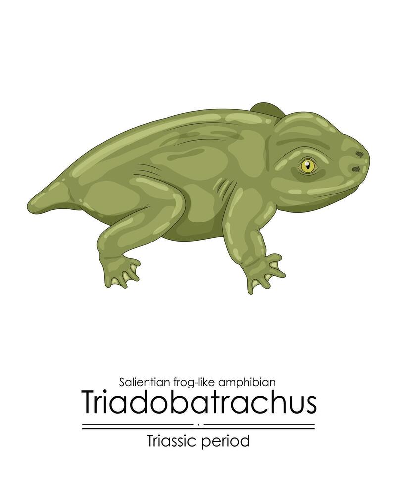 Prehistoric salientian frog-like amphibian Triadobatrachus vector