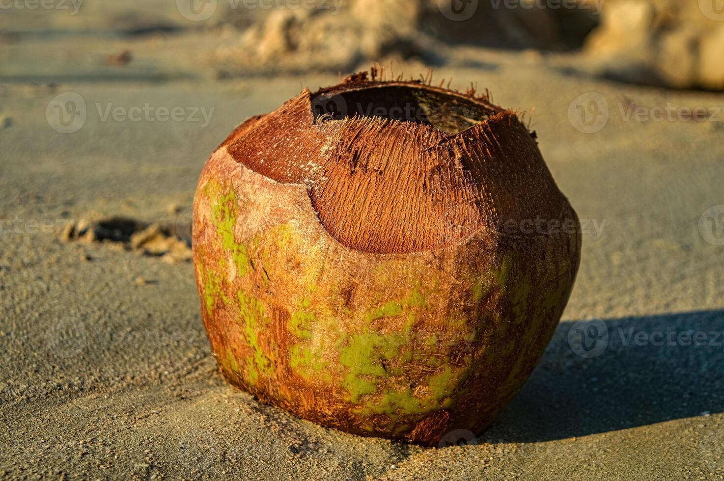 a waste of used drinking coconuts with the top open lying on the beach sand at dusk photo