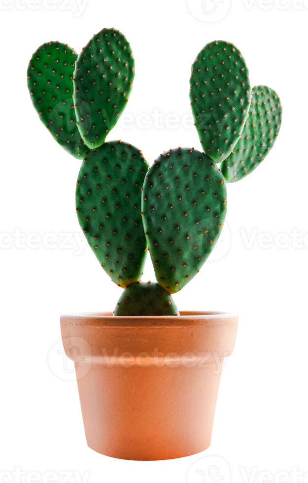 Cactus Opuntia with Rabbit Ears in pot,Isolated Bunny Ear Cactus house plant with clipping path png