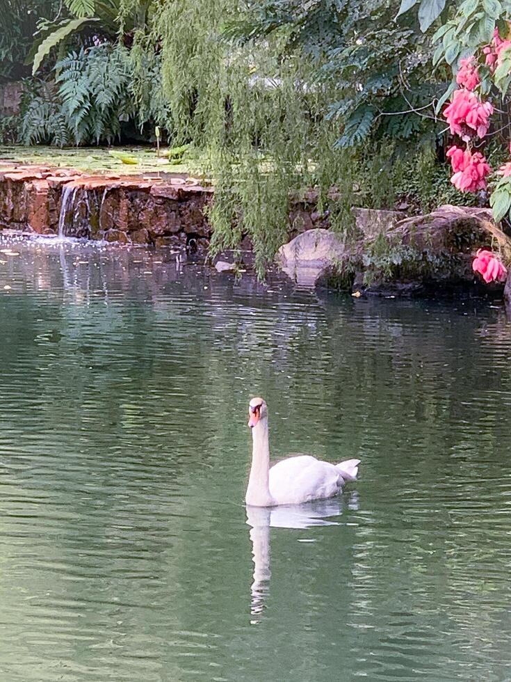 White Swan in a Lake in a Calm Landscape with Flowers photo