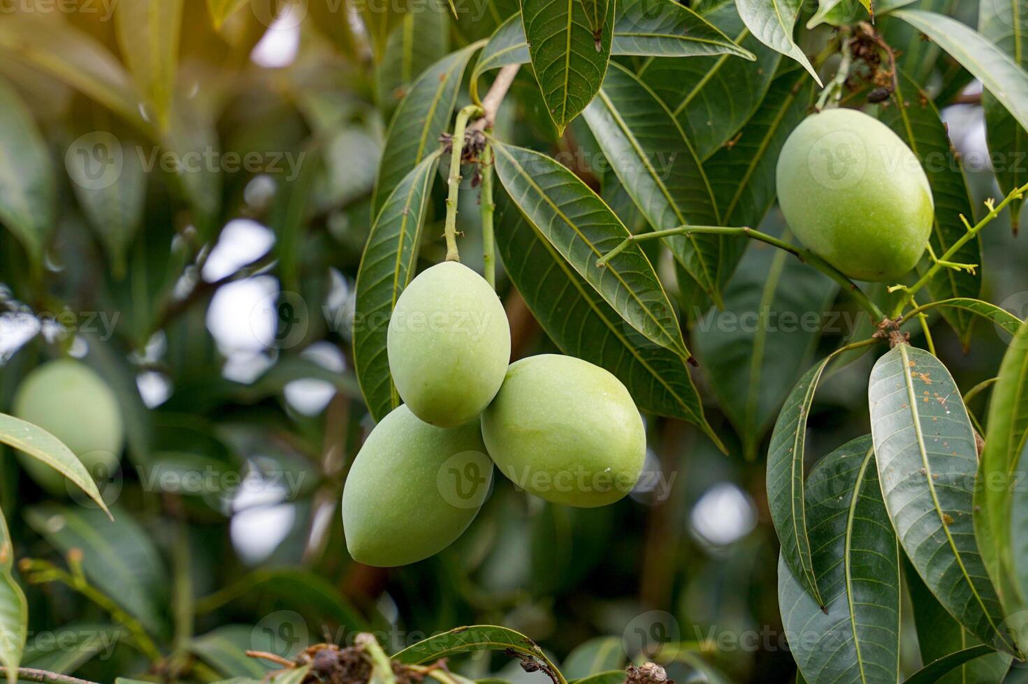 The young Plango fruit bunch on the tree is a young fruit that is green in color and has a very sour taste. Ripe fruit is orange-yellow with soft, juicy flesh. It has a sweet and sour taste. photo