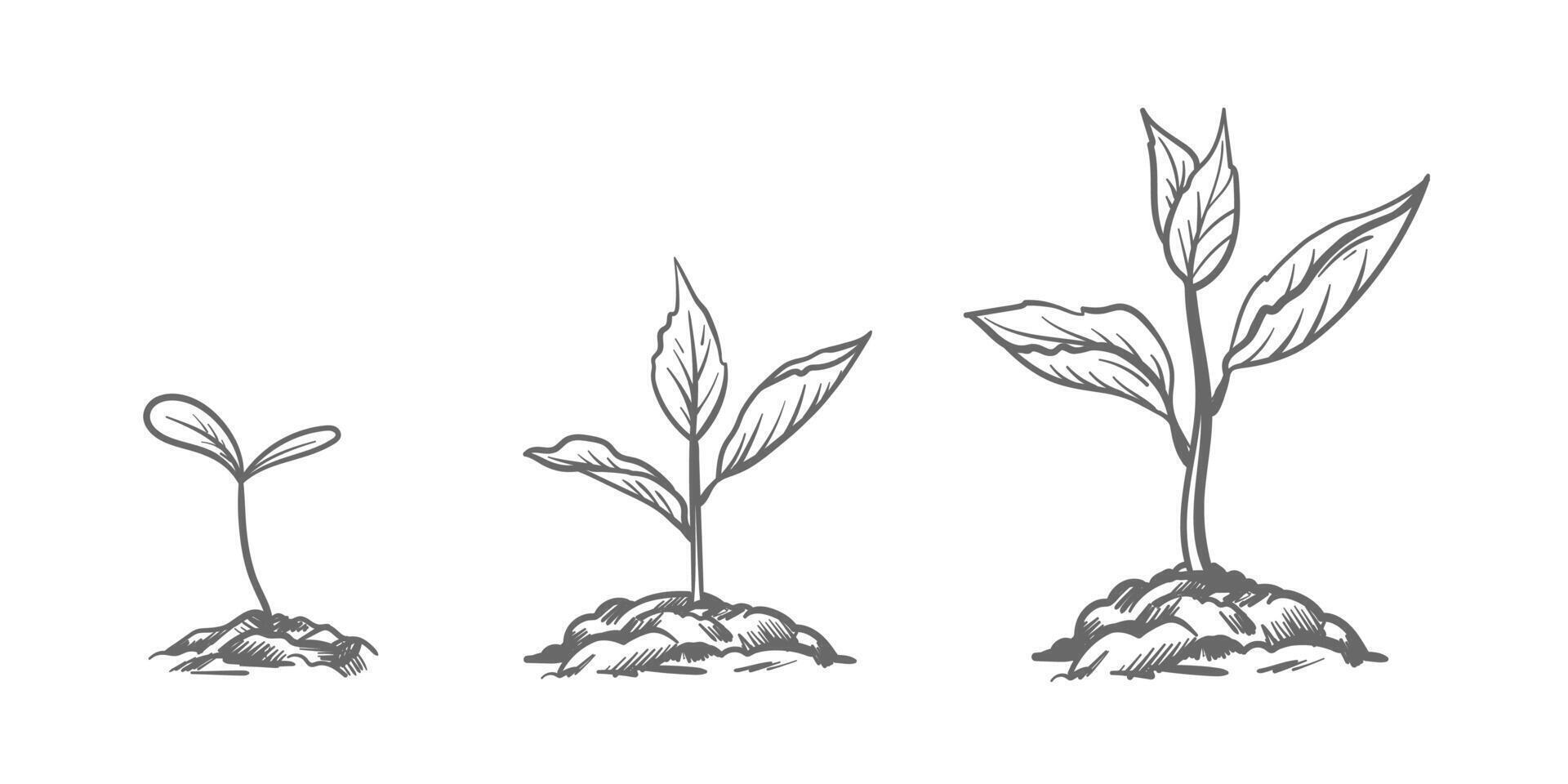 Webhand drawn sketch of tree planting. Seeds sprout in the ground. Seedlings of a garden plant. Sprouts, plants, trees. vector