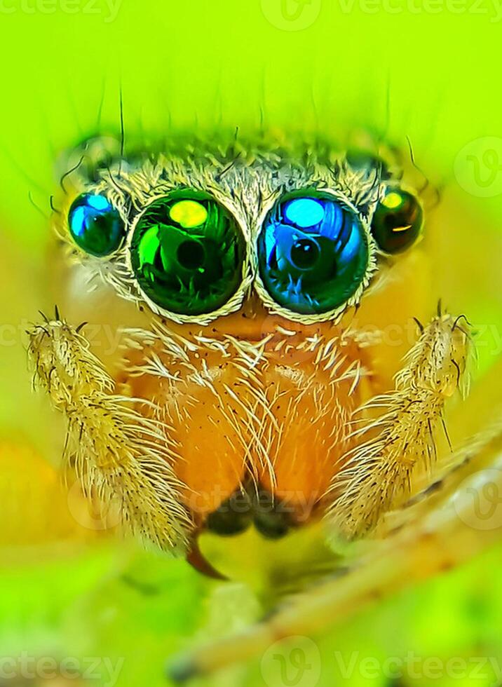 Best macro shot of jumping spider, spider,jumping spider photography photo