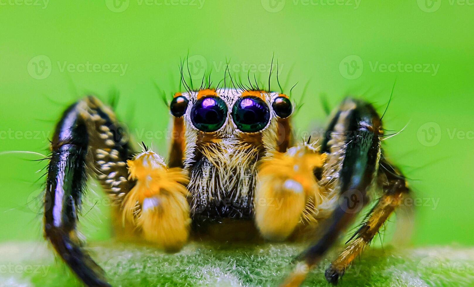 mejor macro Disparo de saltando araña, araña, saltando araña fotografía foto