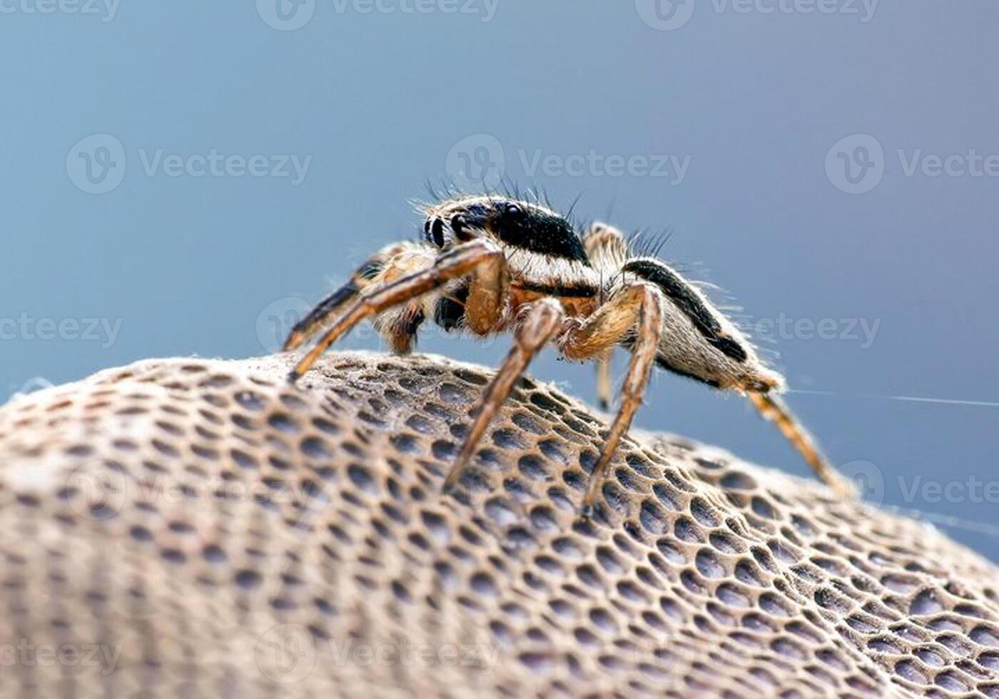 mejor macro Disparo de saltando araña, araña, saltando araña fotografía foto