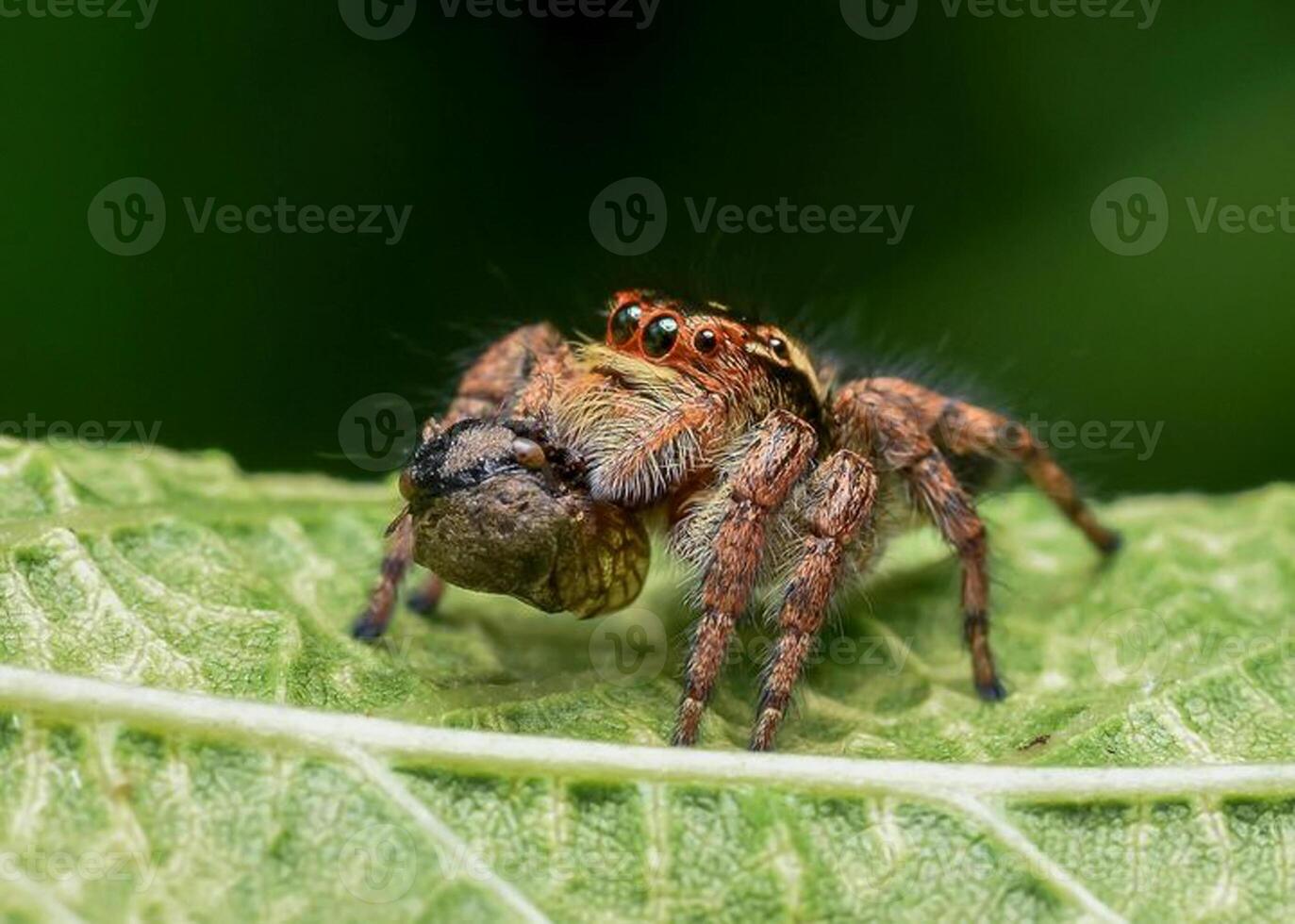 Best macro shot of jumping spider, spider,jumping spider photography photo