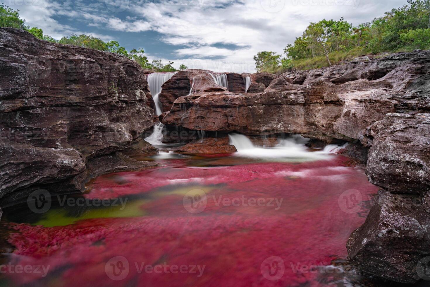 Cano Cristales is a river in Colombia that is located in the Sierra de la Macarena, in the department of Meta. It is considered by many as the Most Beautiful River in the World photo