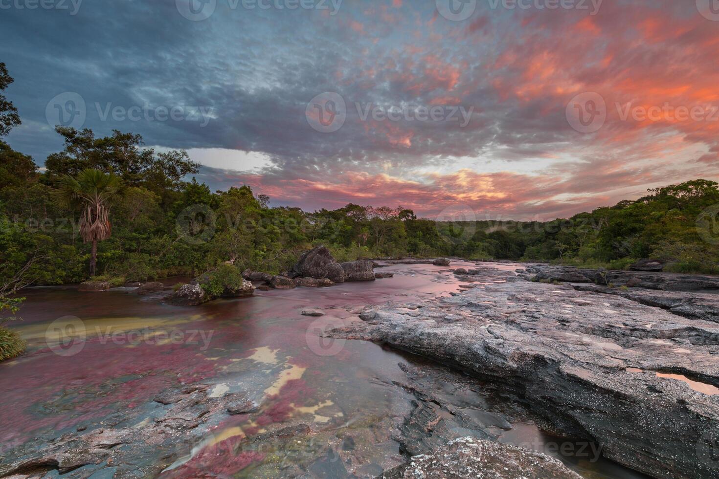 cano cristales es un río en Colombia ese es situado en el sierra Delaware la macarena, en el Departamento de meta. eso es considerado por muchos como el más hermosa río en el mundo foto