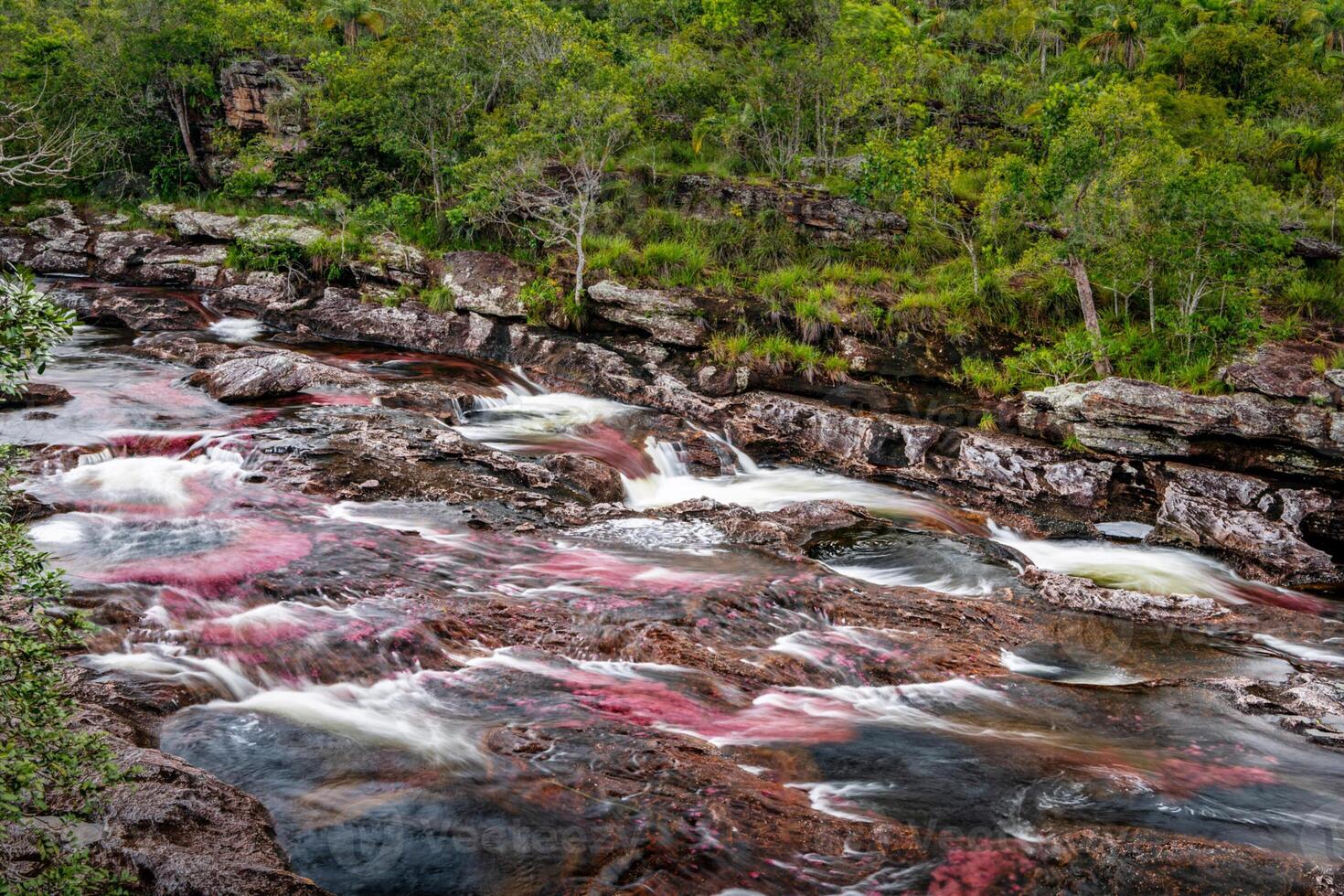 Cano Cristales is a river in Colombia that is located in the Sierra de la Macarena, in the department of Meta. It is considered by many as the Most Beautiful River in the World photo