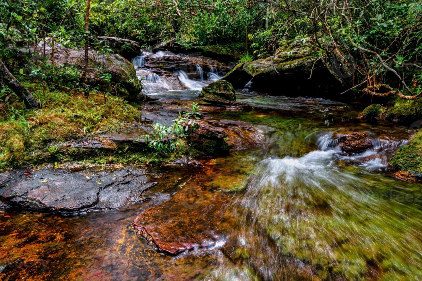 Cano Cristales is a river in Colombia that is located in the Sierra de la Macarena, in the department of Meta. It is considered by many as the Most Beautiful River in the World photo