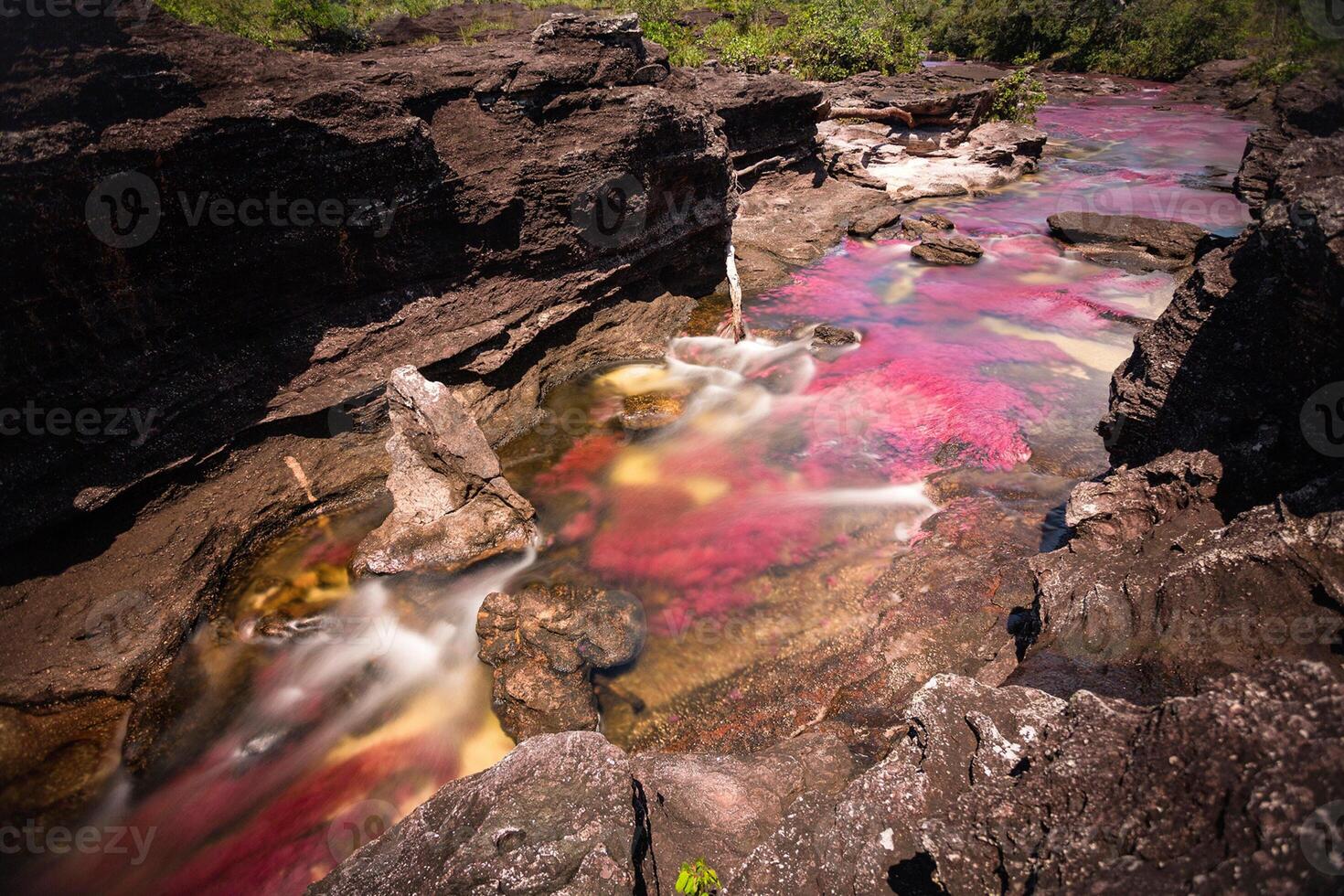 Cano Cristales is a river in Colombia that is located in the Sierra de la Macarena, in the department of Meta. It is considered by many as the Most Beautiful River in the World photo