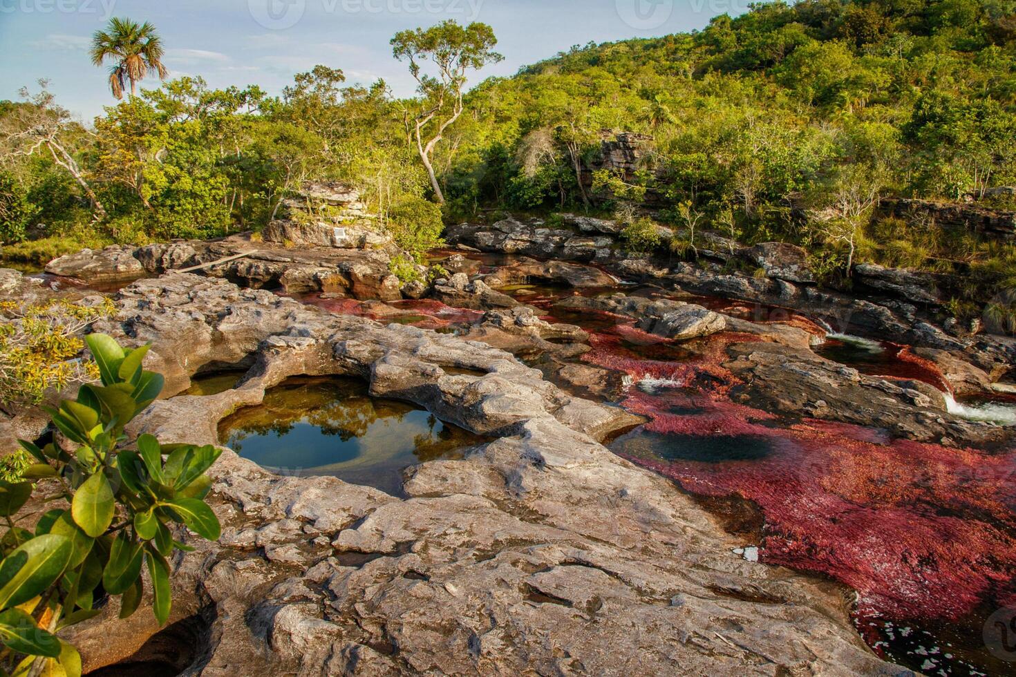 Cano Cristales is a river in Colombia that is located in the Sierra de la Macarena, in the department of Meta. It is considered by many as the Most Beautiful River in the World photo