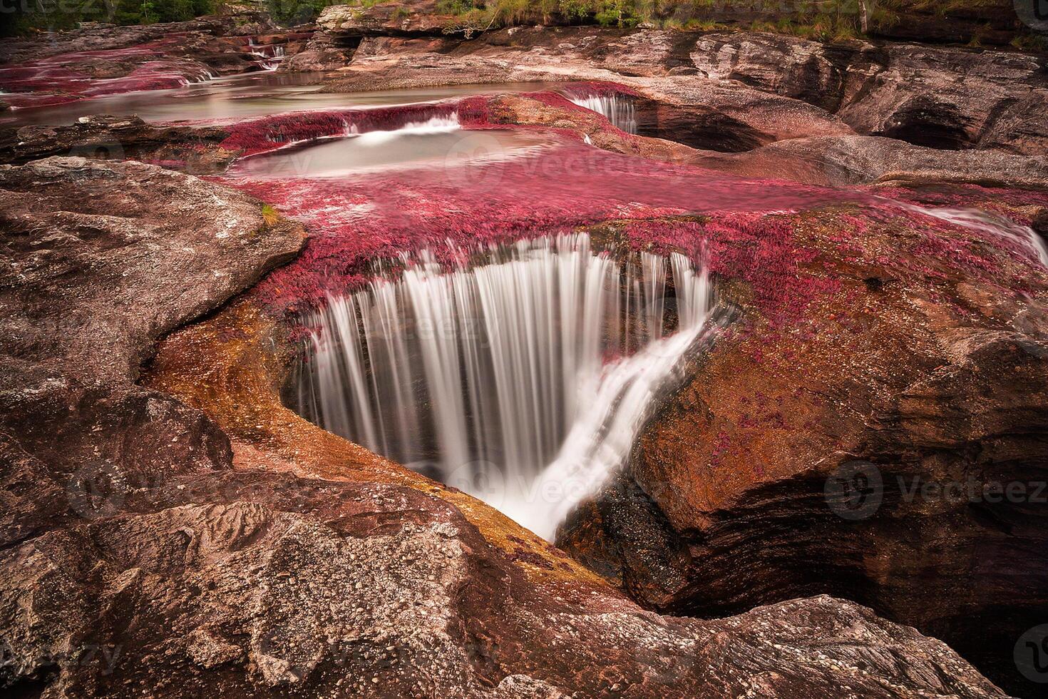 Cano Cristales is a river in Colombia that is located in the Sierra de la Macarena, in the department of Meta. It is considered by many as the Most Beautiful River in the World photo
