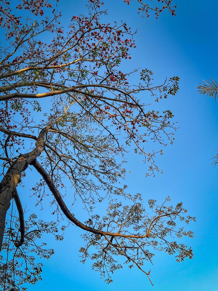 Background with Tree Branches and the Sky photo