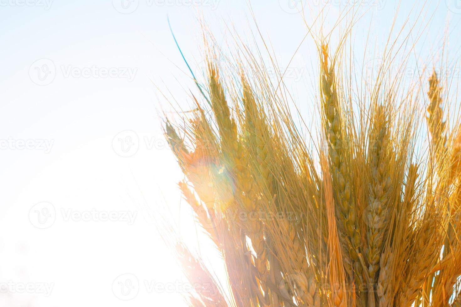 Grains and wheats. Food industry concept photo with copy space for texts