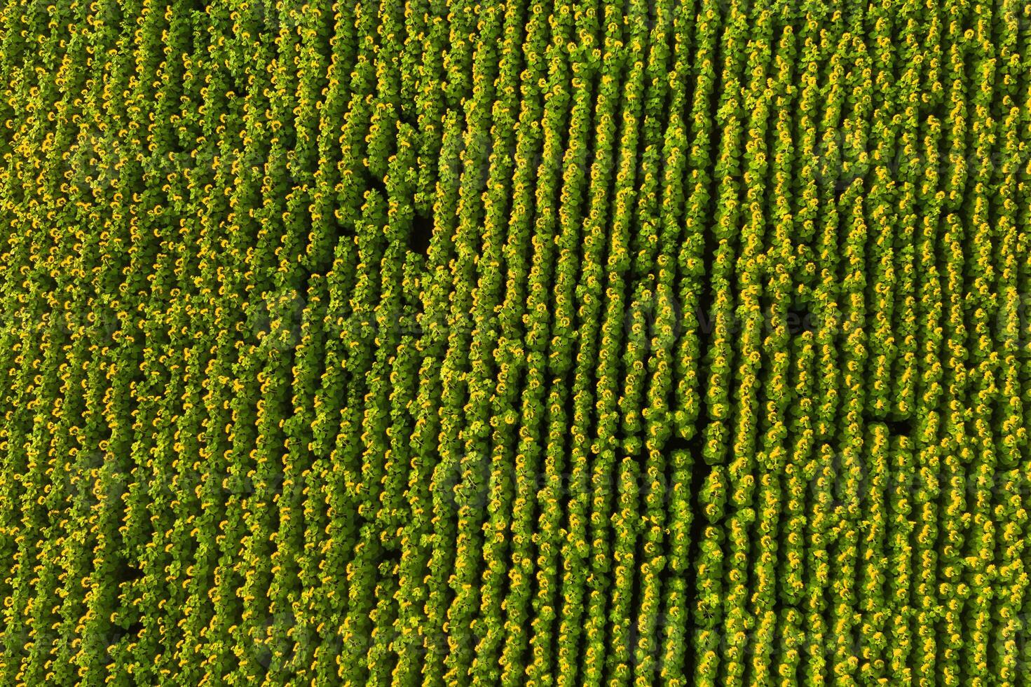 View from the height of a field of sunflowers at dawn in the Ukrainian fields photo