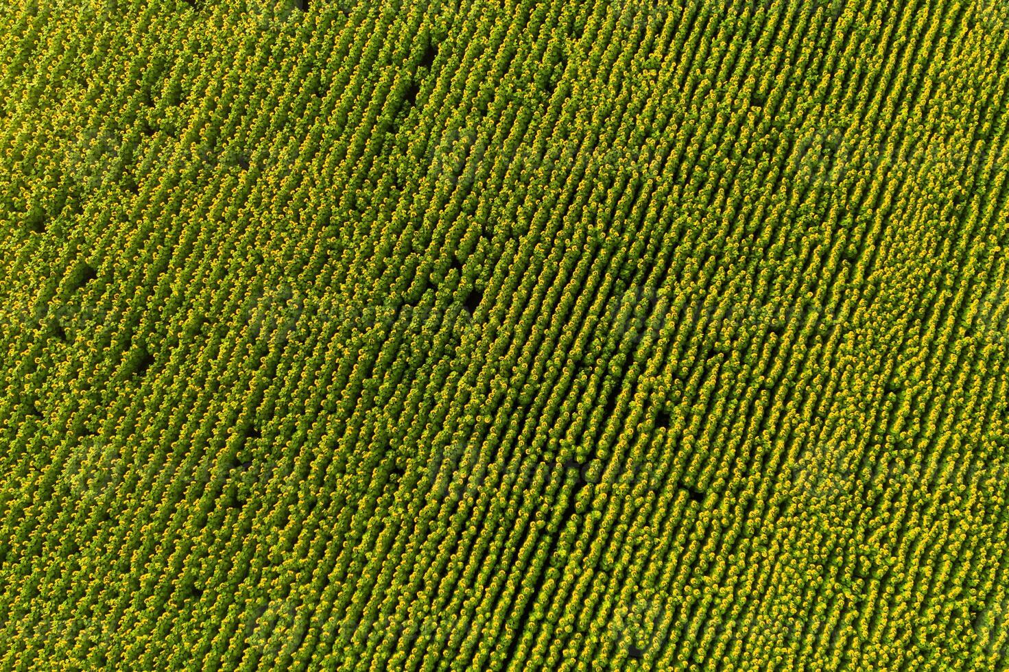 View from the height of a field of sunflowers at dawn in the Ukrainian fields photo