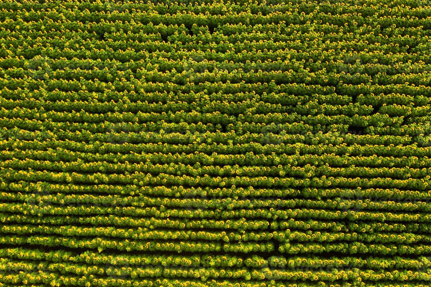 View from the height of a field of sunflowers at dawn in the Ukrainian fields photo