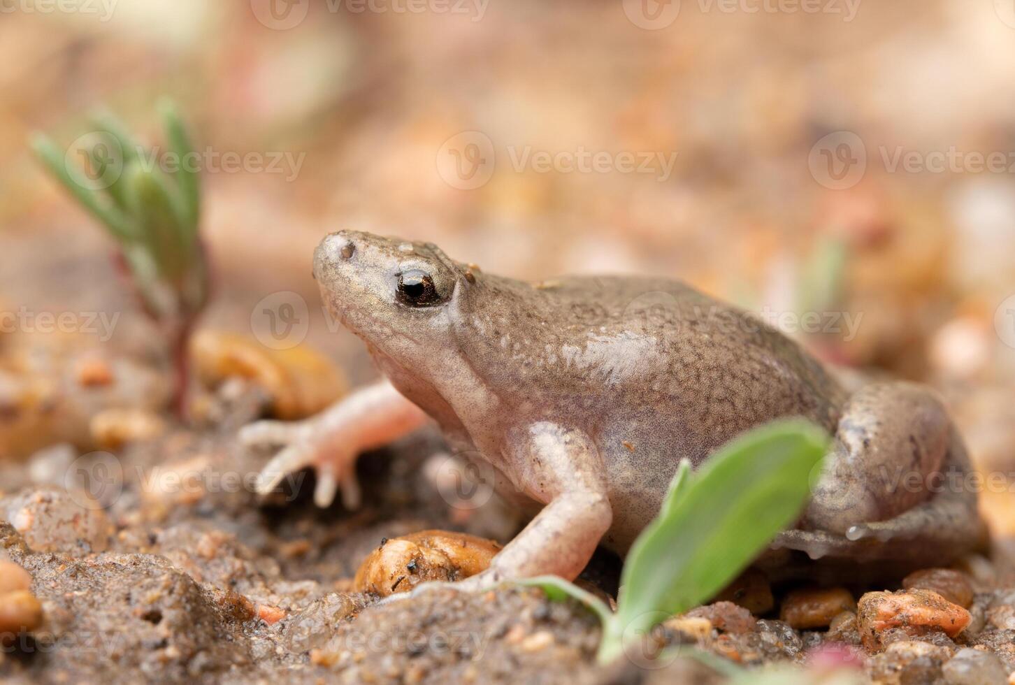 occidental boca estrecha sapo, gastrofrine olivacea foto