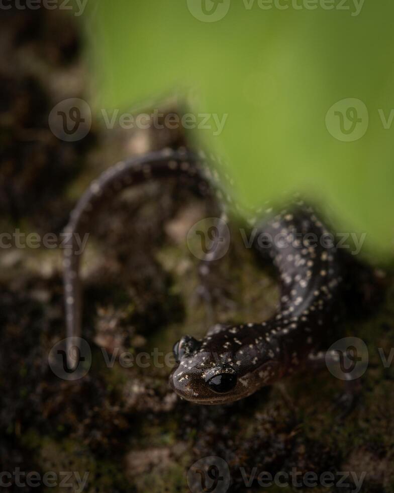 Western slimy salamander, Plethodon abagula photo