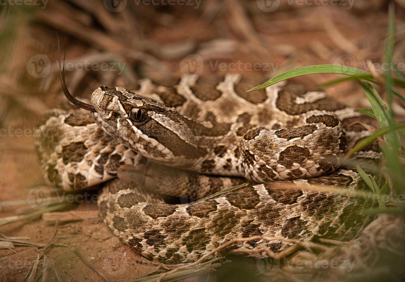 Western Massasauga, Sistrurus catenatus photo