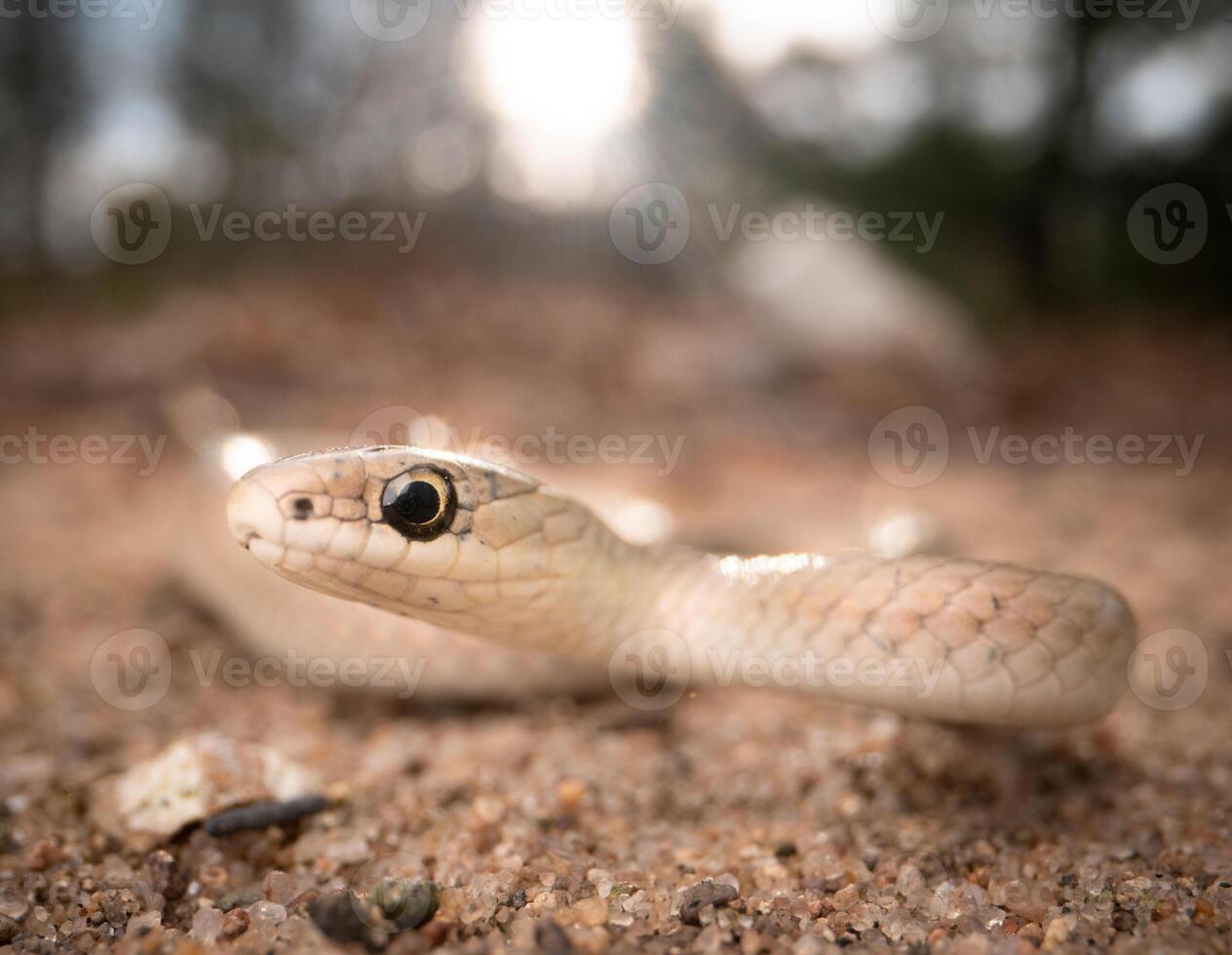 Smooth green snake, buff phase, Opheodrys vernalis photo