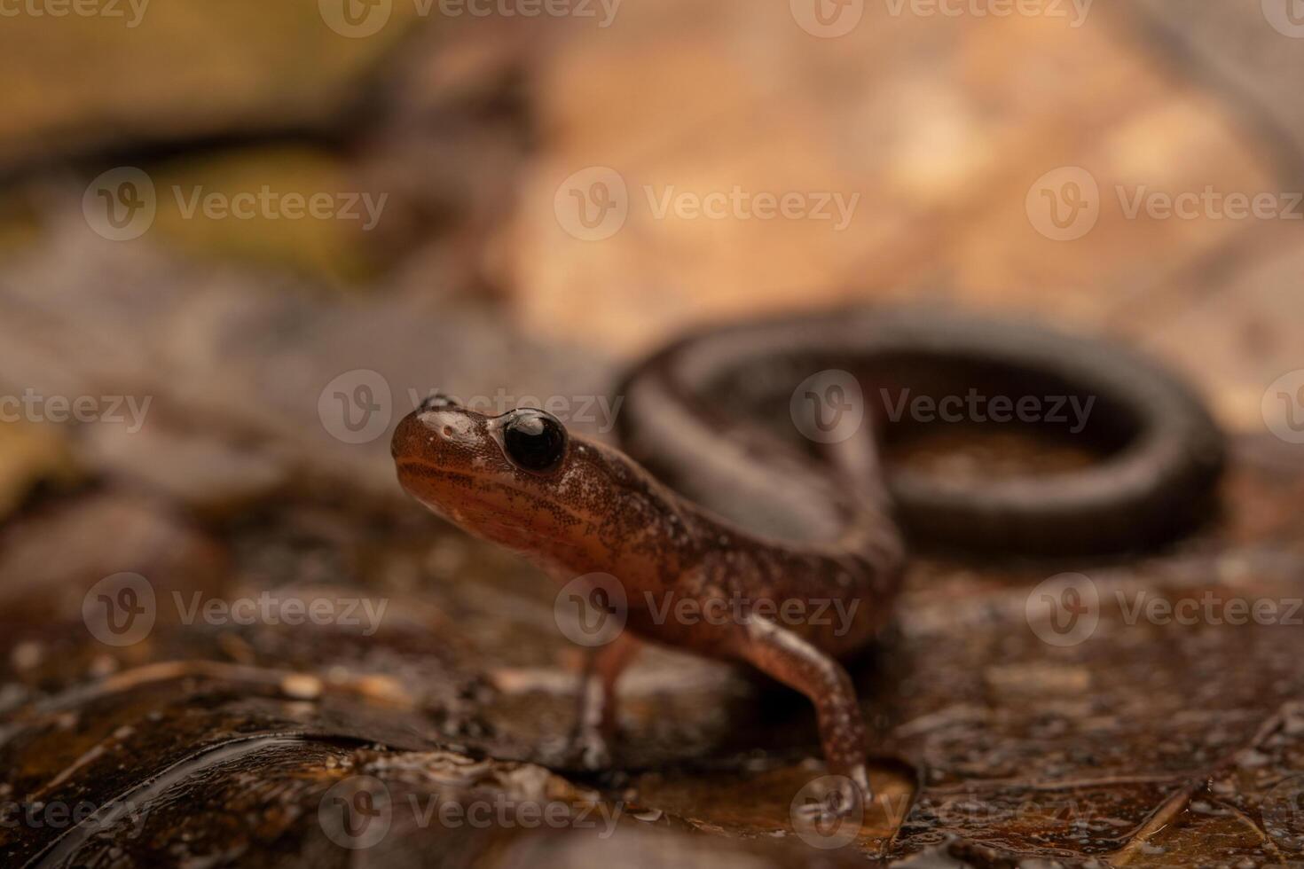 Leadback red-backed salamander, Plethodon cinereus photo