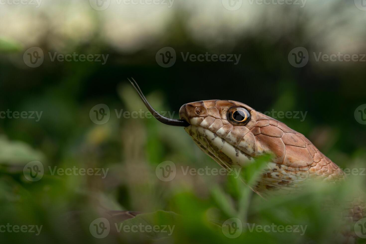 occidental látigo, masticophis flagelo foto