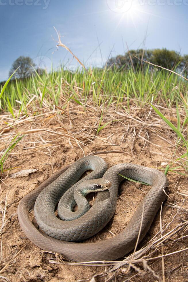 Blue racer, Coluber constrictor photo