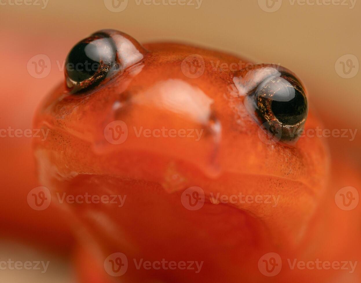 Eastern mud salamander, Psuedotriton montanus montanus photo