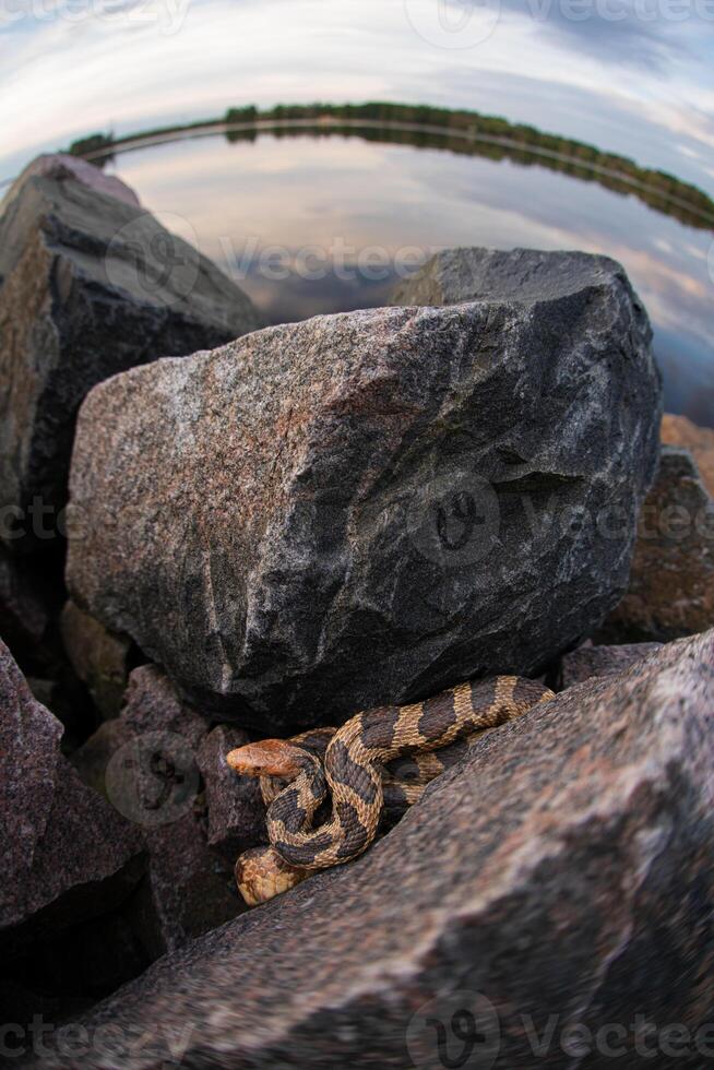 oriental zorro serpiente, pantherophis vulpinus foto