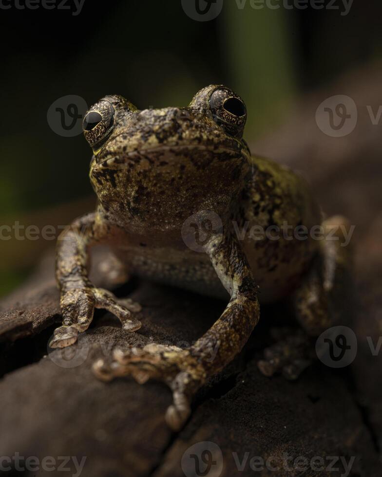 Bird-voiced tree frog, Dryophytes avivoca photo