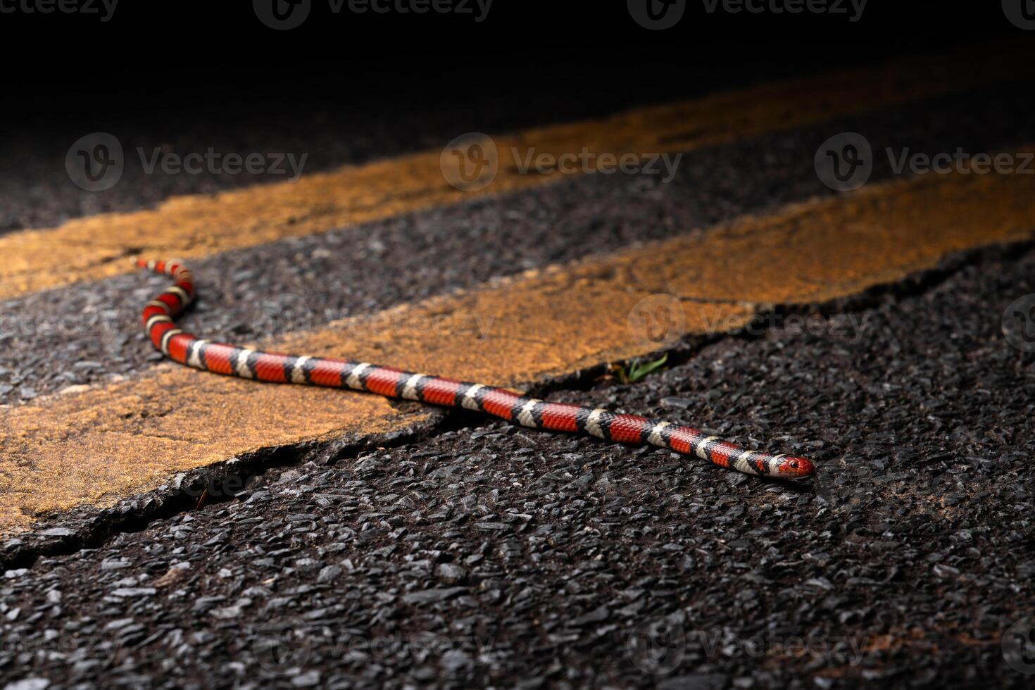 escarlata Rey serpiente, lampropeltis elapsoides foto