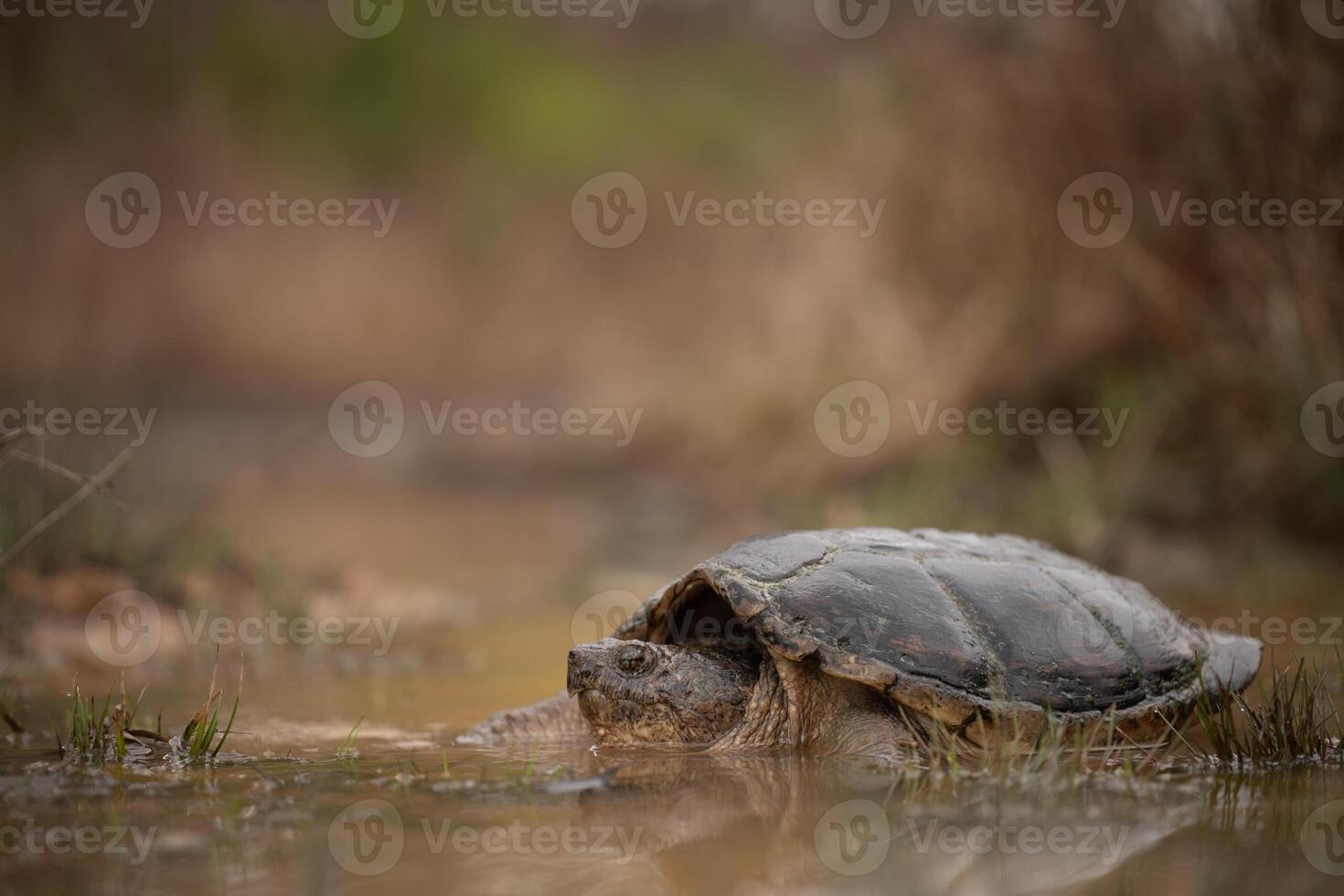 Snapping turtle, Chelydra serpentina photo