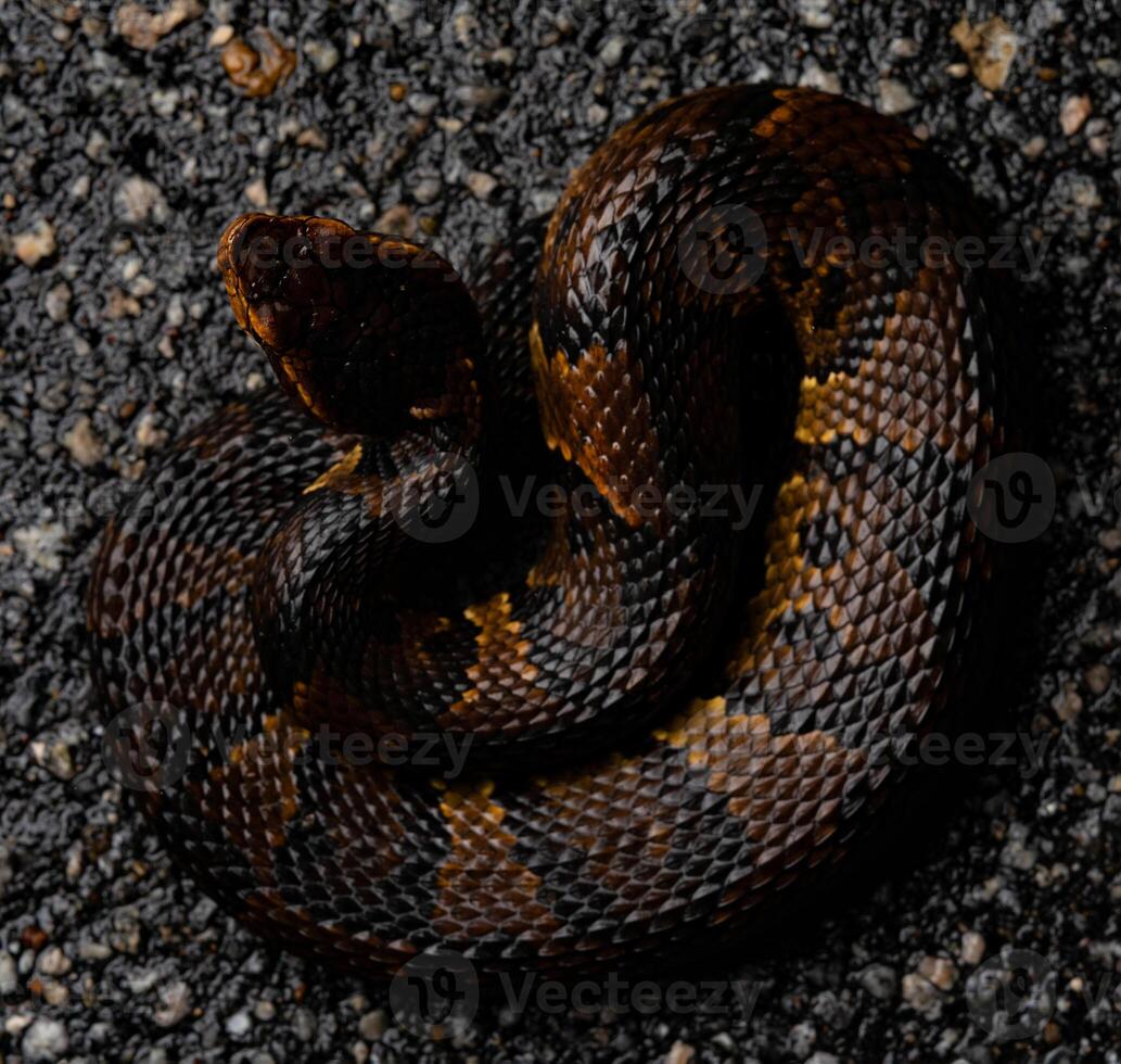 Northern cottonmouth, Agkistrodon piscivorus photo