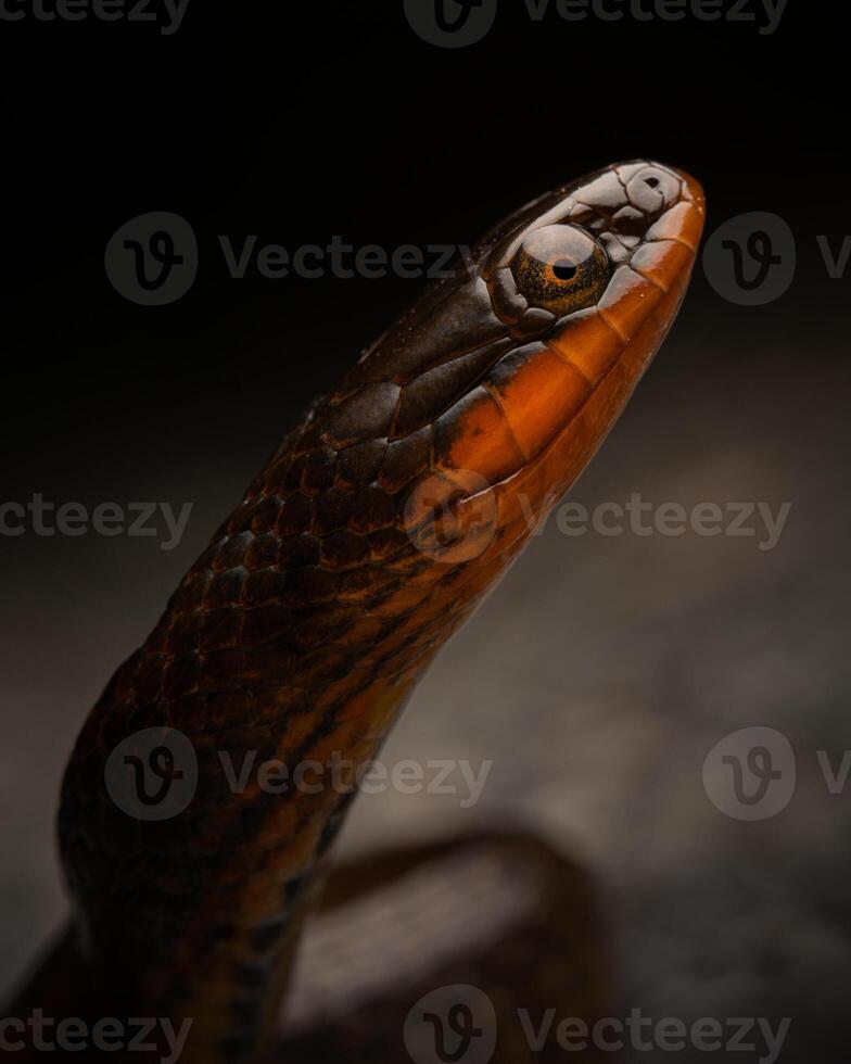 lustroso cangrejo de río serpiente, lioditas rígido rígido foto