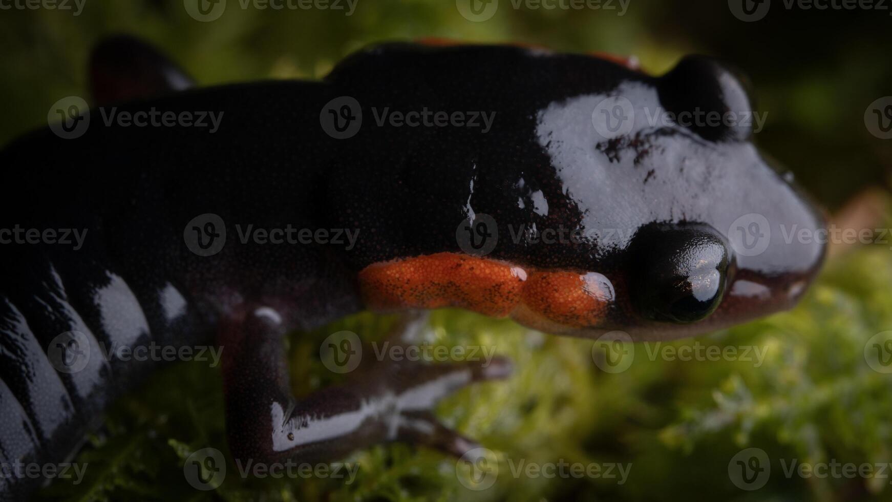 Red-cheecked Salamander, Plethodon jordani photo