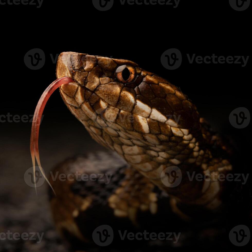 Northern cottonmouth, Agkistrodon piscivorus photo