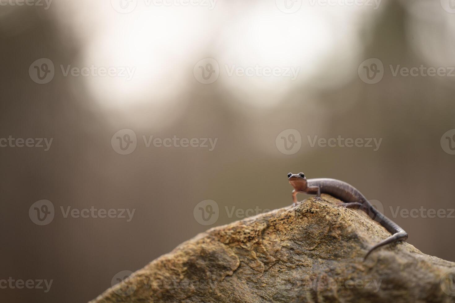 Blacksburg salamandra, pletodonte jacksoni foto