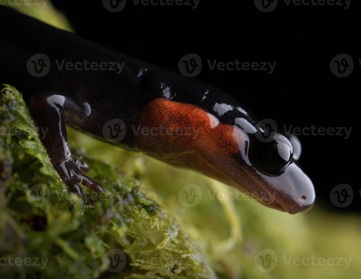 Red-cheecked Salamander, Plethodon jordani photo