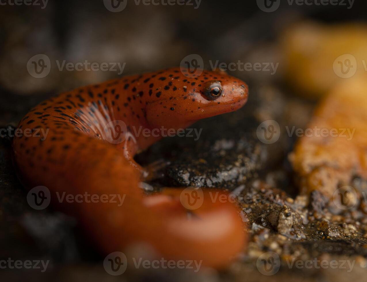 Blue ridge red salamander, Psuedotriton ruber nitidus photo