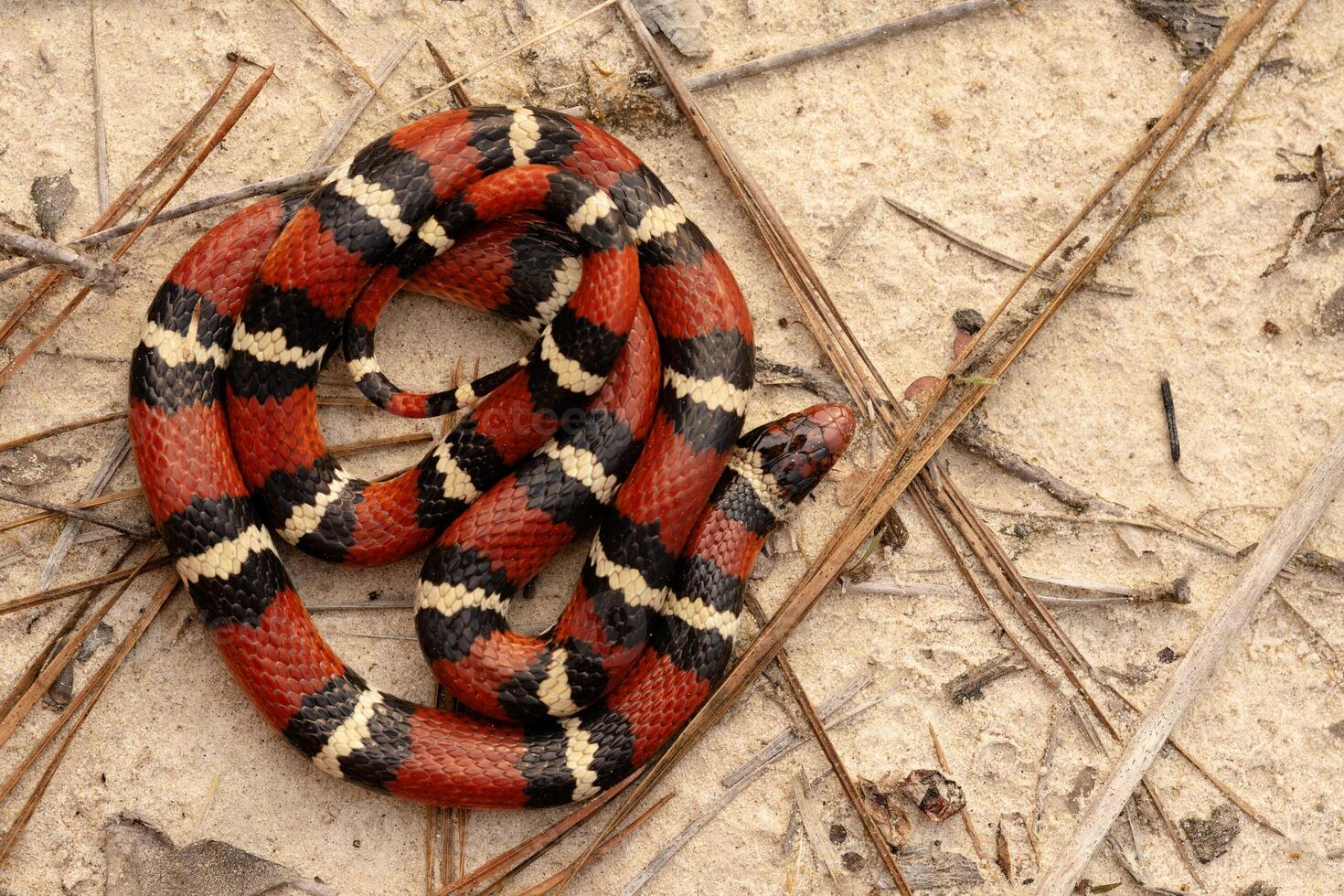 escarlata Rey serpiente, lampropeltis elapsoides foto